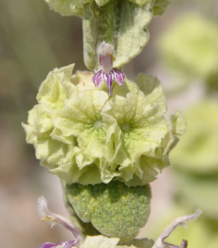 Image of Ballota acetabulosa specimen.