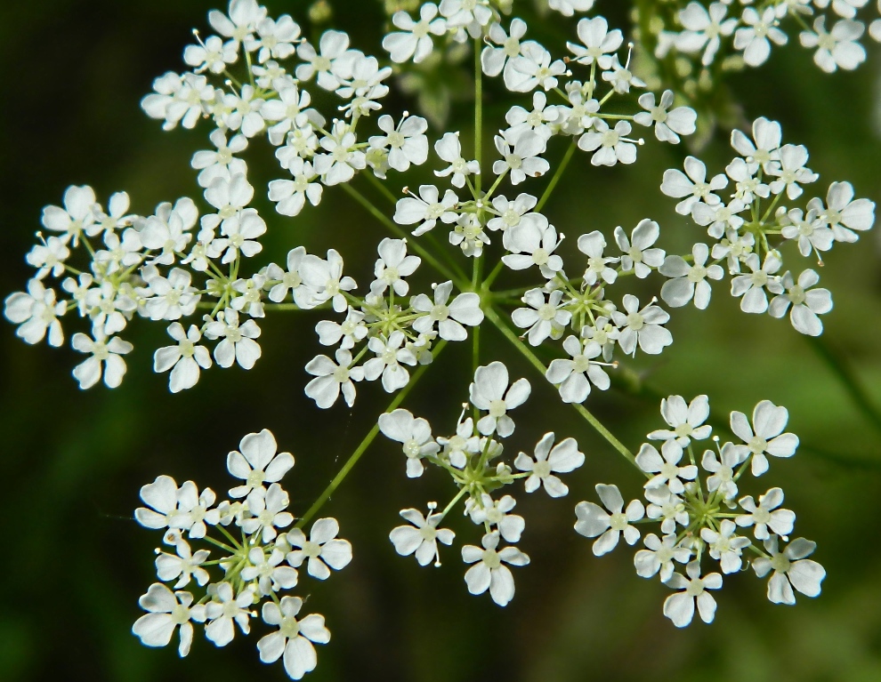 Image of Anthriscus sylvestris specimen.