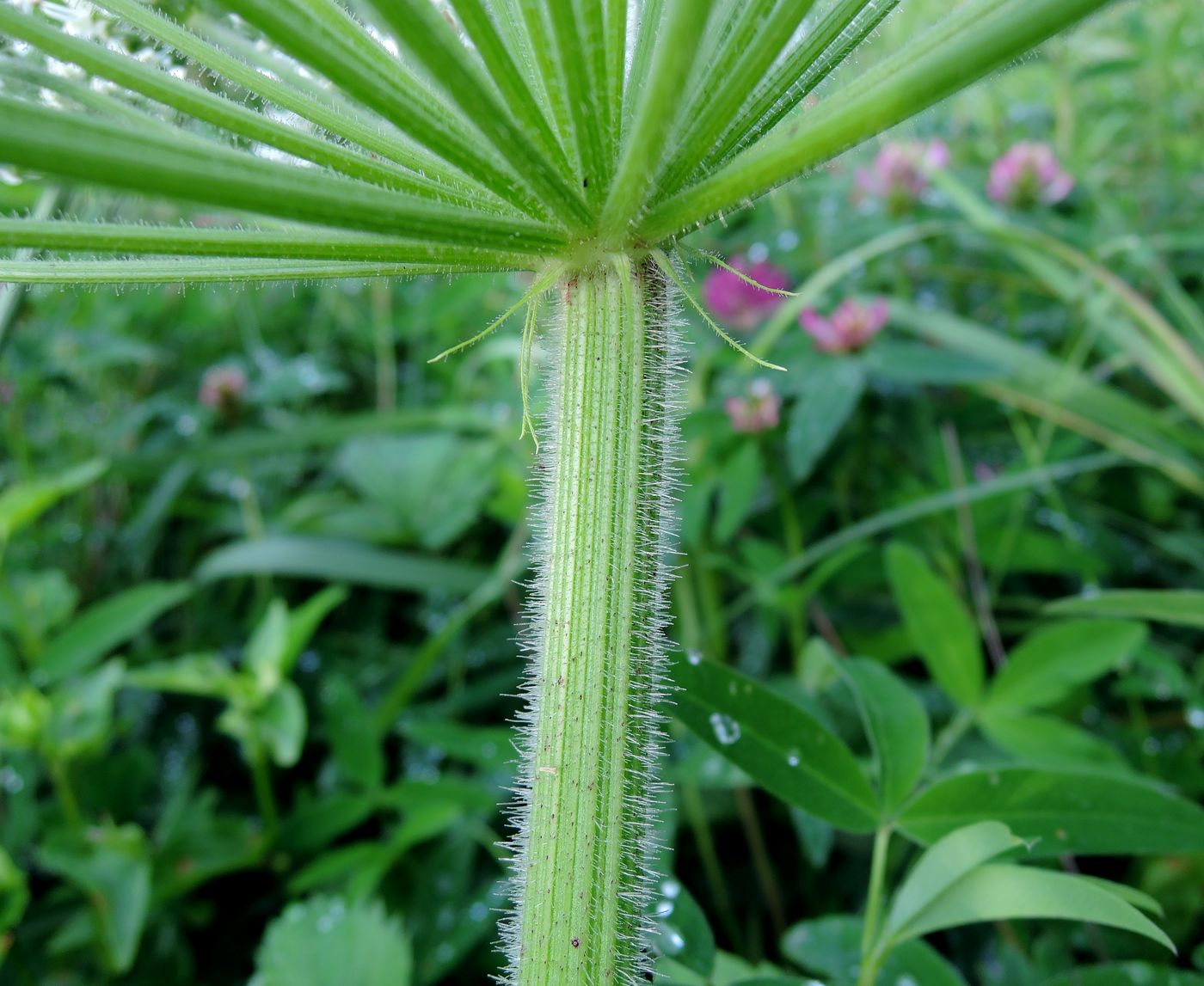 Image of Heracleum sosnowskyi specimen.