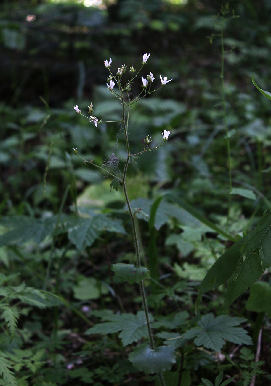 Image of Saxifraga repanda specimen.