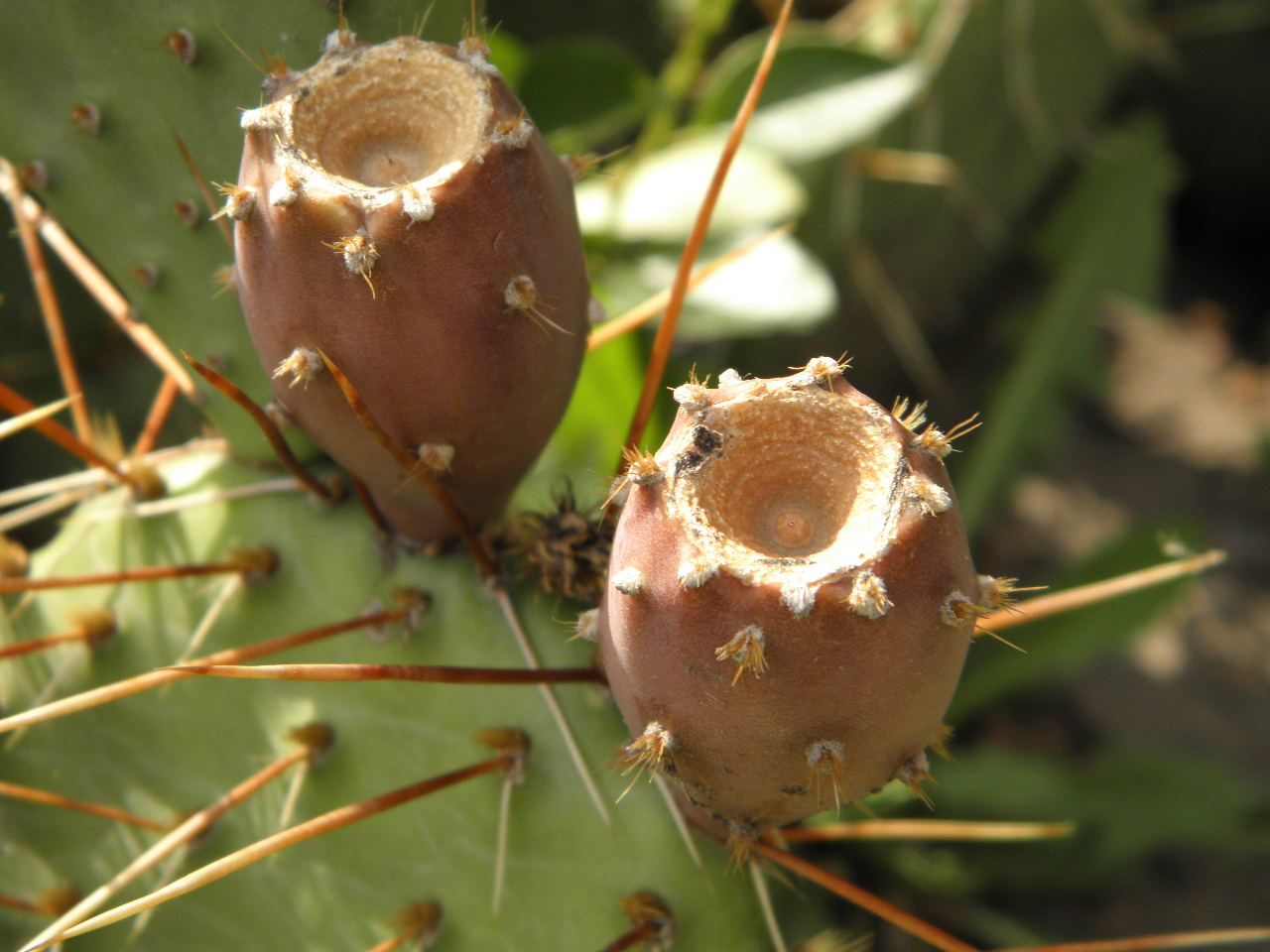 Image of Opuntia phaeacantha var. camanchica specimen.