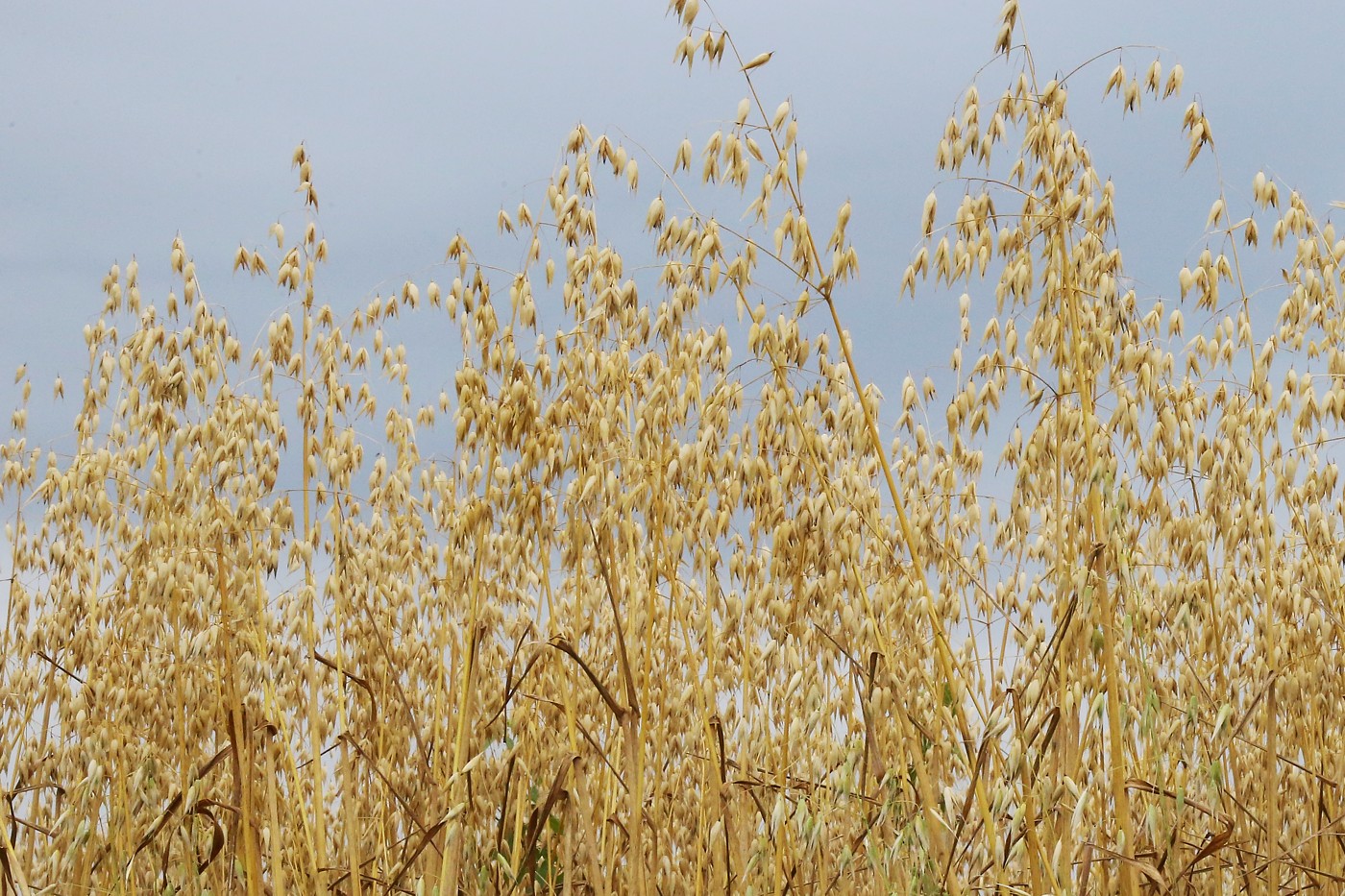 Image of Avena sativa specimen.