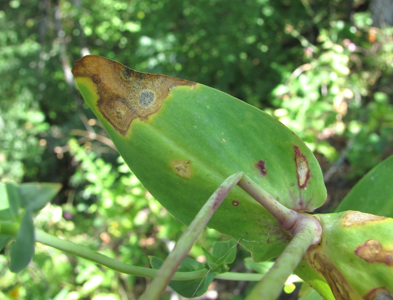 Image of Silene compacta specimen.