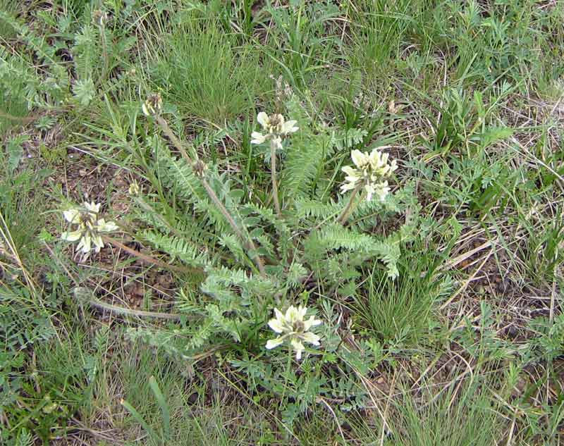 Image of Oxytropis macrocarpa specimen.