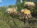 Carlina biebersteinii