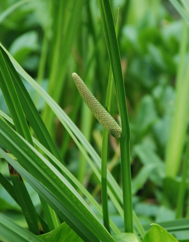 Изображение особи Acorus calamus.