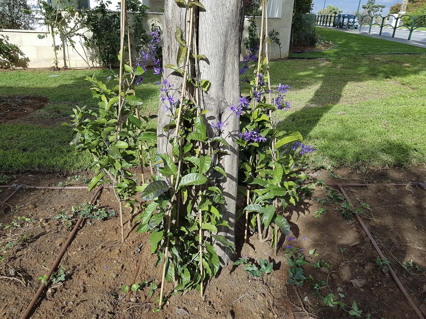 Image of Petrea volubilis specimen.