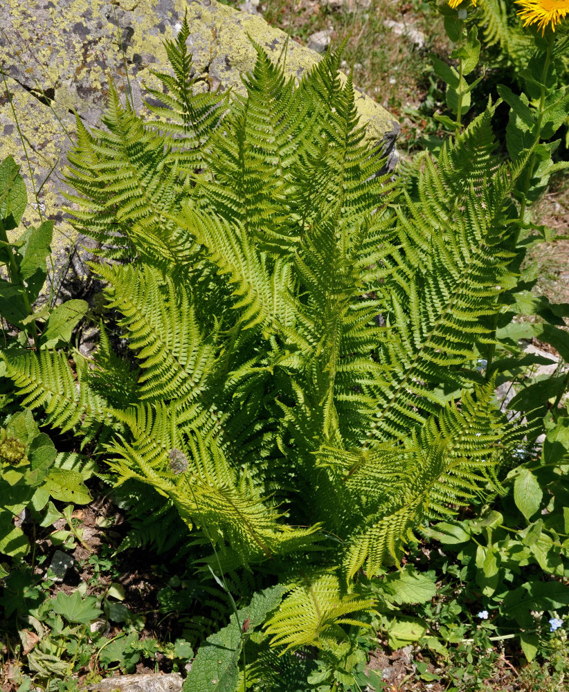 Image of Dryopteris oreades specimen.