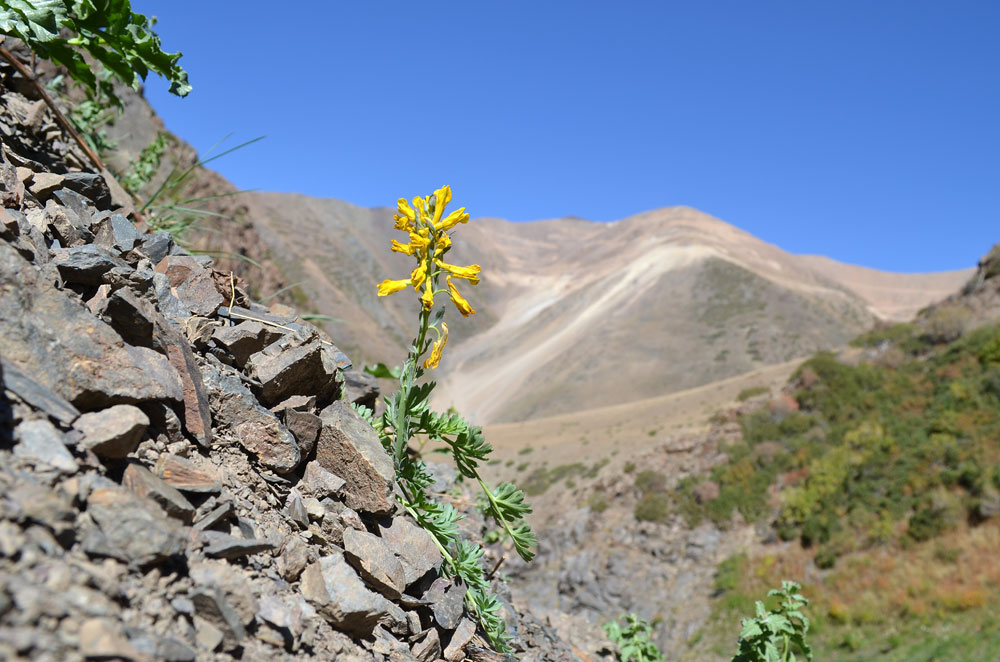 Image of Corydalis gortschakovii specimen.