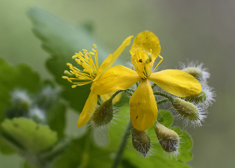 Image of Chelidonium majus specimen.