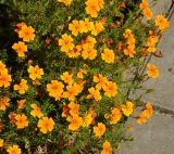 Tagetes tenuifolia