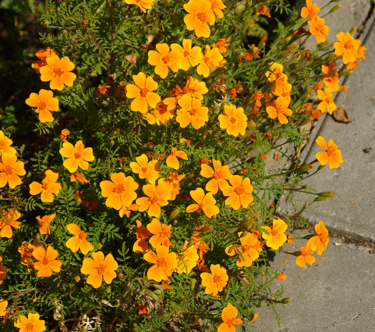 Image of Tagetes tenuifolia specimen.