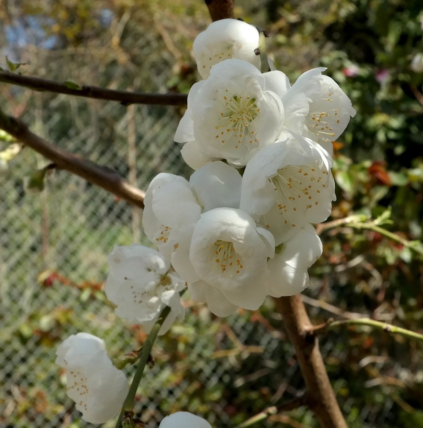 Image of Persica vulgaris specimen.