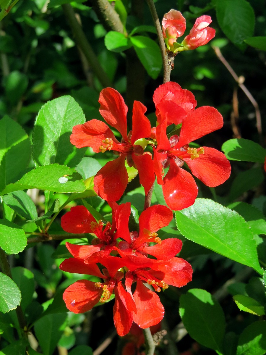 Image of genus Chaenomeles specimen.