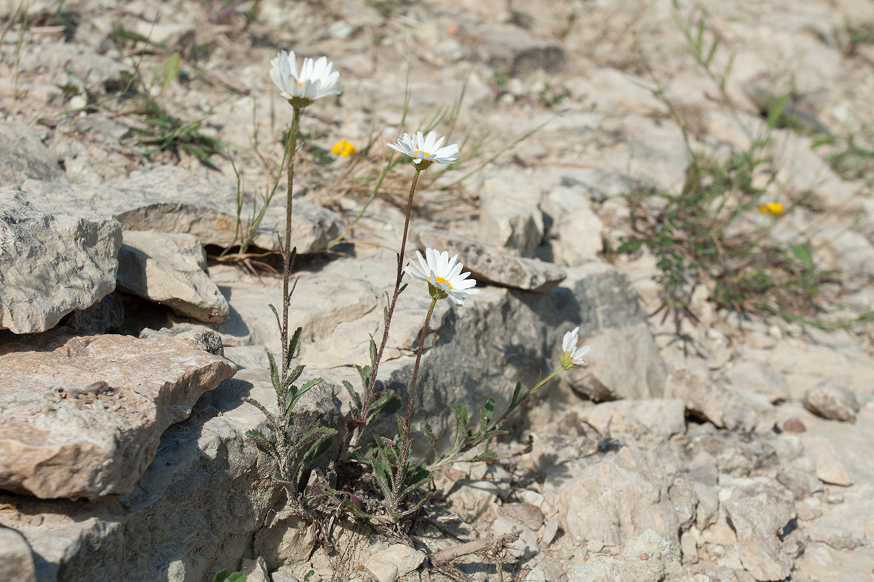 Image of Leucanthemum ircutianum specimen.