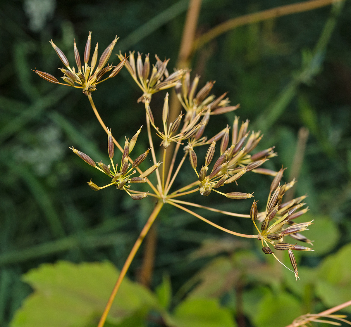 Image of genus Chaerophyllum specimen.