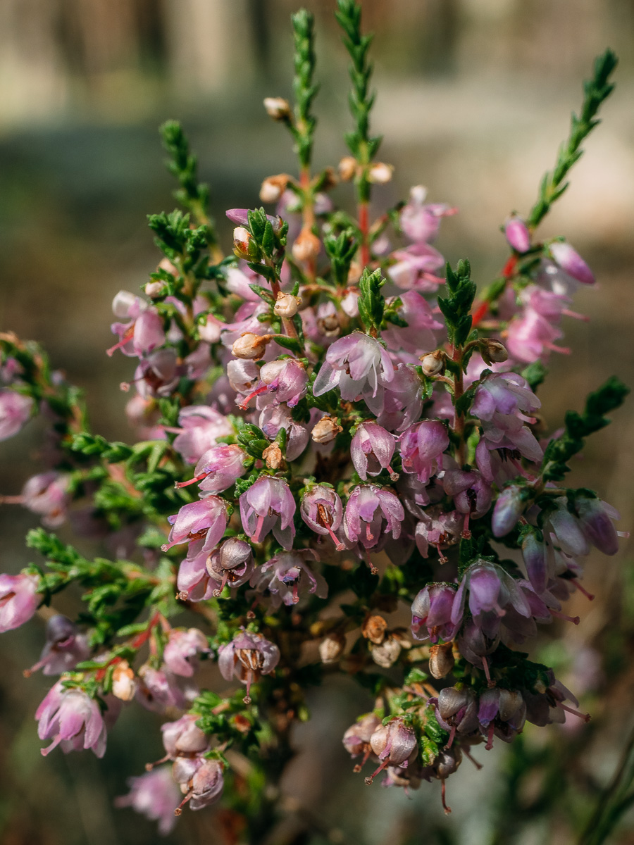 Image of Calluna vulgaris specimen.