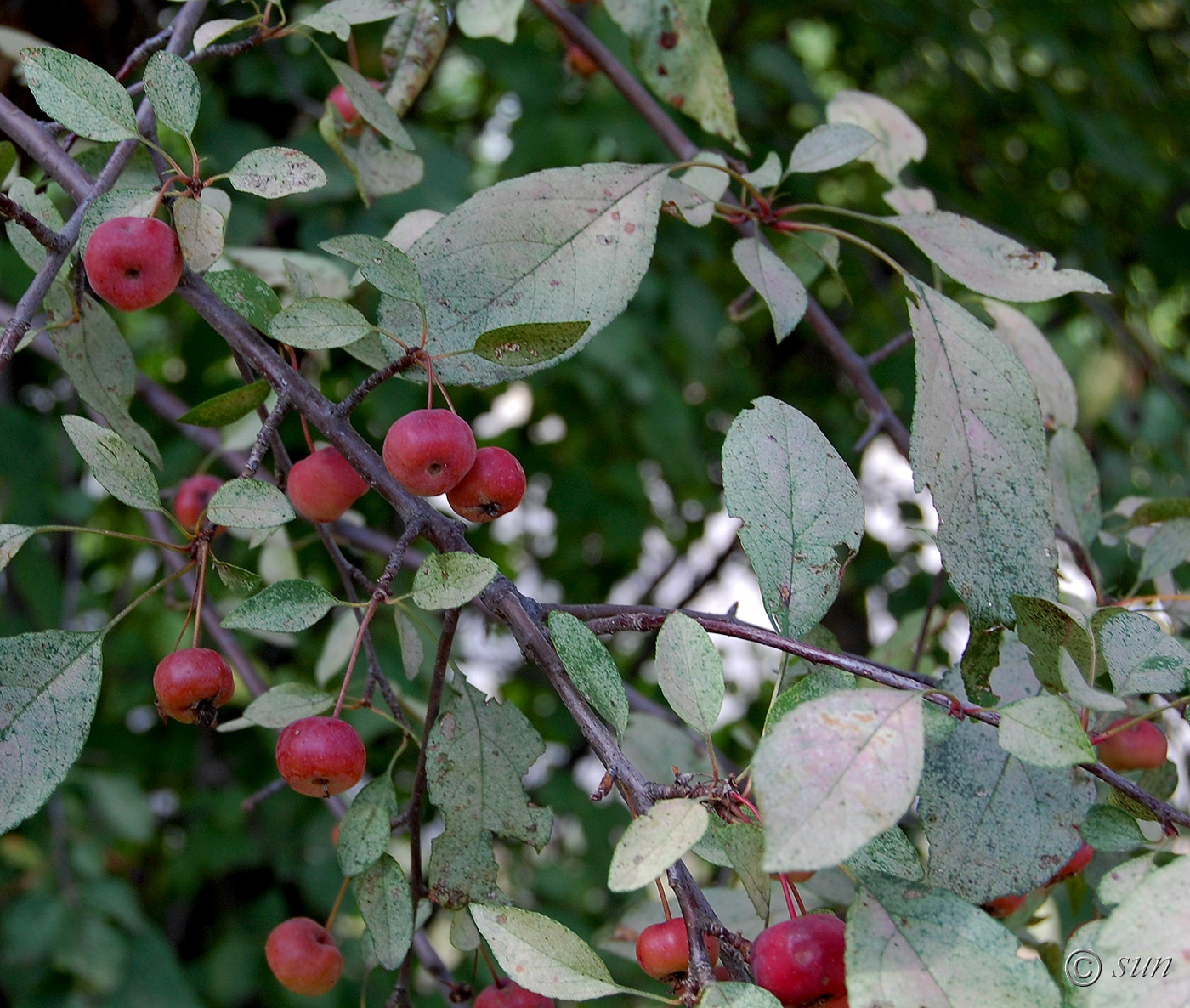 Яблоня недзвецкого фото и описание плоды