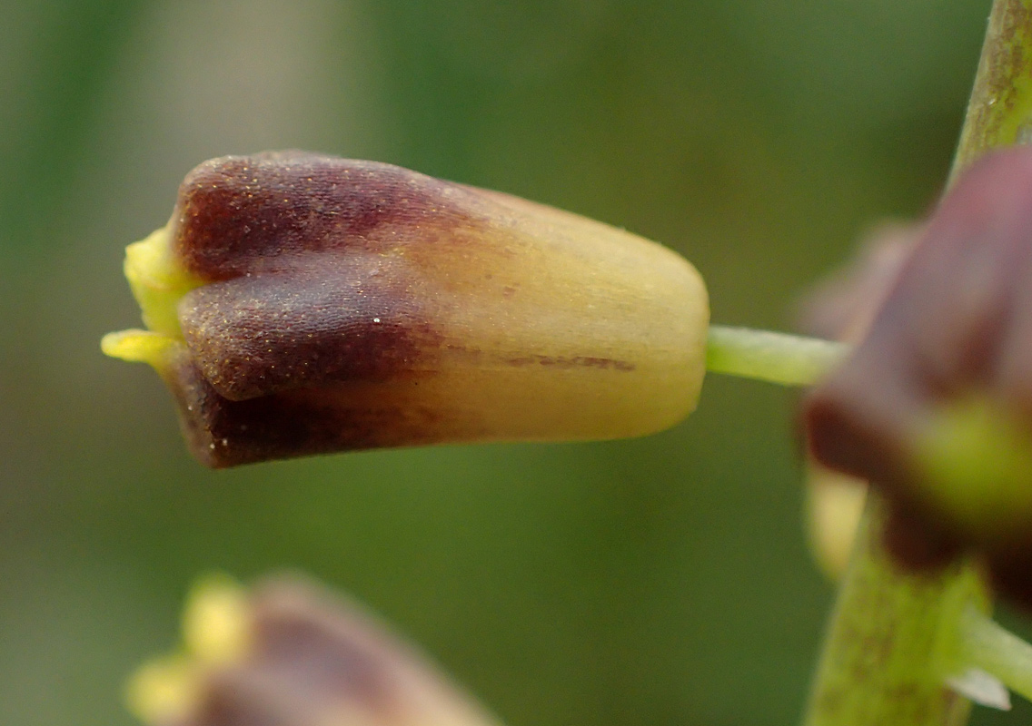 Image of genus Leopoldia specimen.