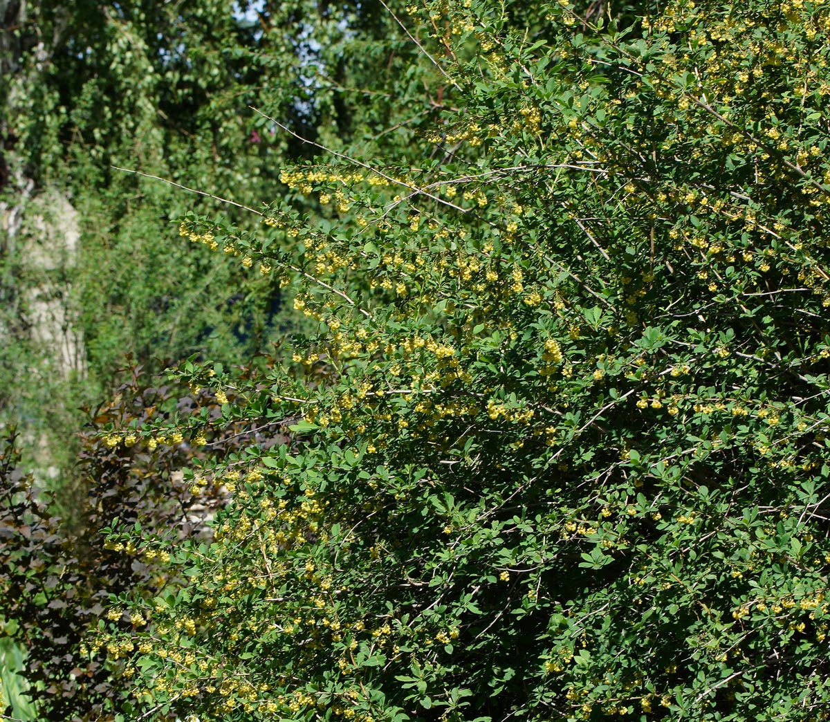 Image of Berberis vulgaris specimen.