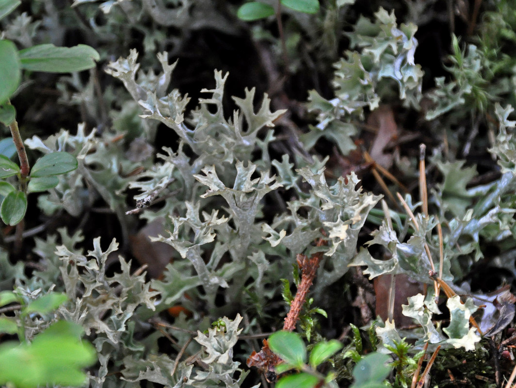 Image of Cetraria islandica specimen.