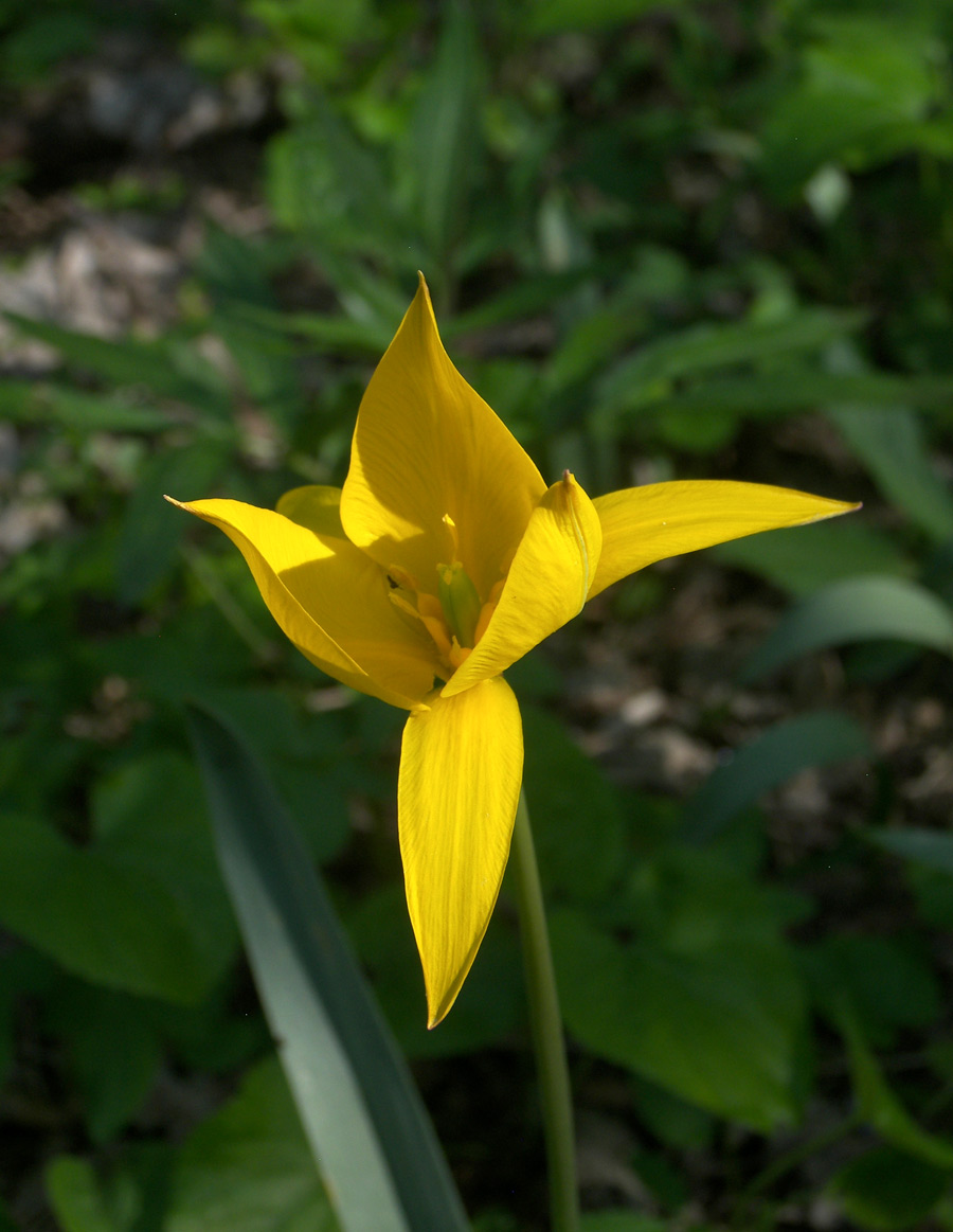 Изображение особи Tulipa biebersteiniana.