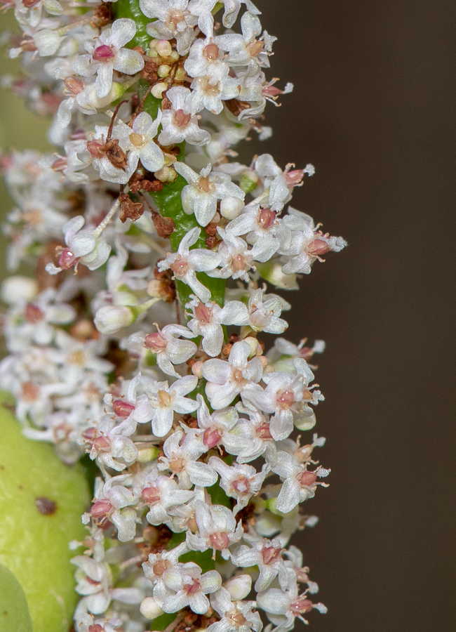 Image of Portulacaria afra specimen.