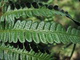 Dryopteris affinis. Часть сегмента 1-го порядка (вид с верхней стороны). Нидерланды, провинция Drenthe, национальный парк Dwingelderveld, сосновый лес. 18 июля 2010 г.