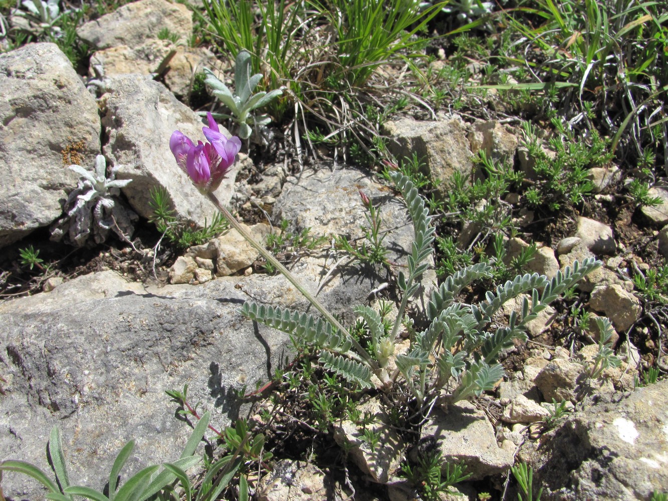 Изображение особи Astragalus onobrychioides.