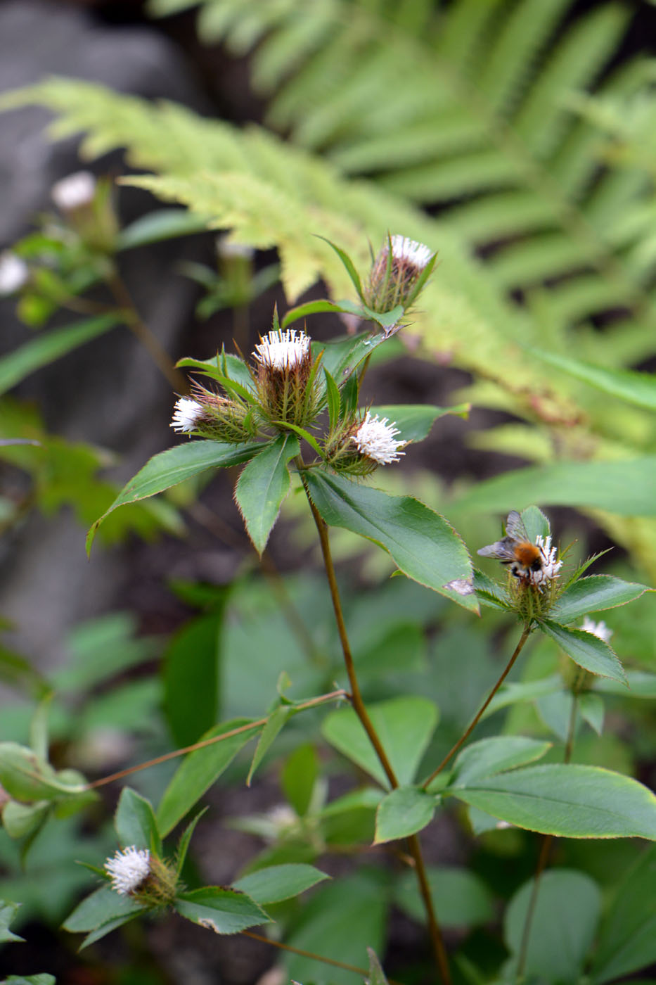 Изображение особи Atractylodes ovata.