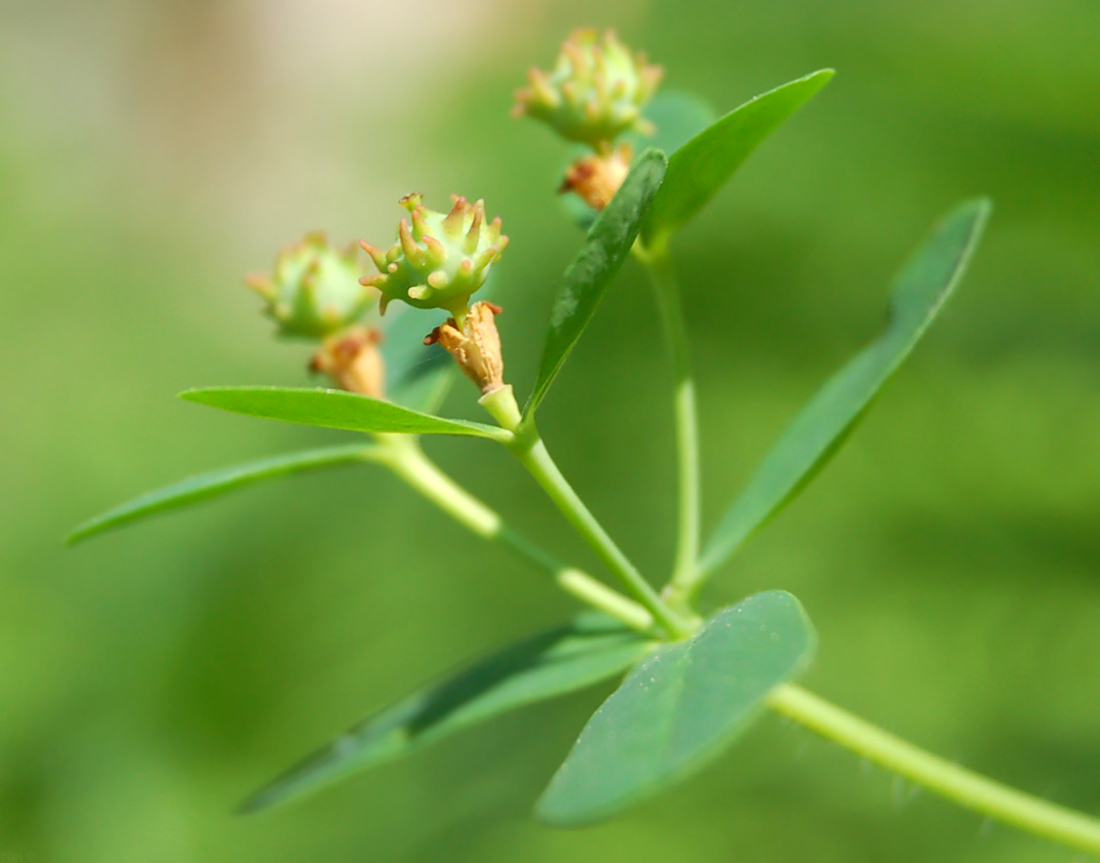 Image of Euphorbia pilosa specimen.