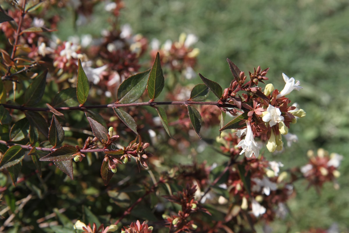 Image of Abelia &times; grandiflora specimen.