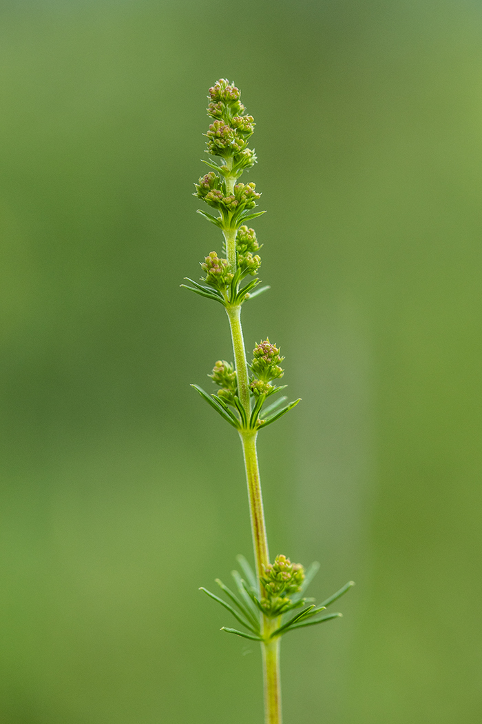 Image of Galium verum specimen.