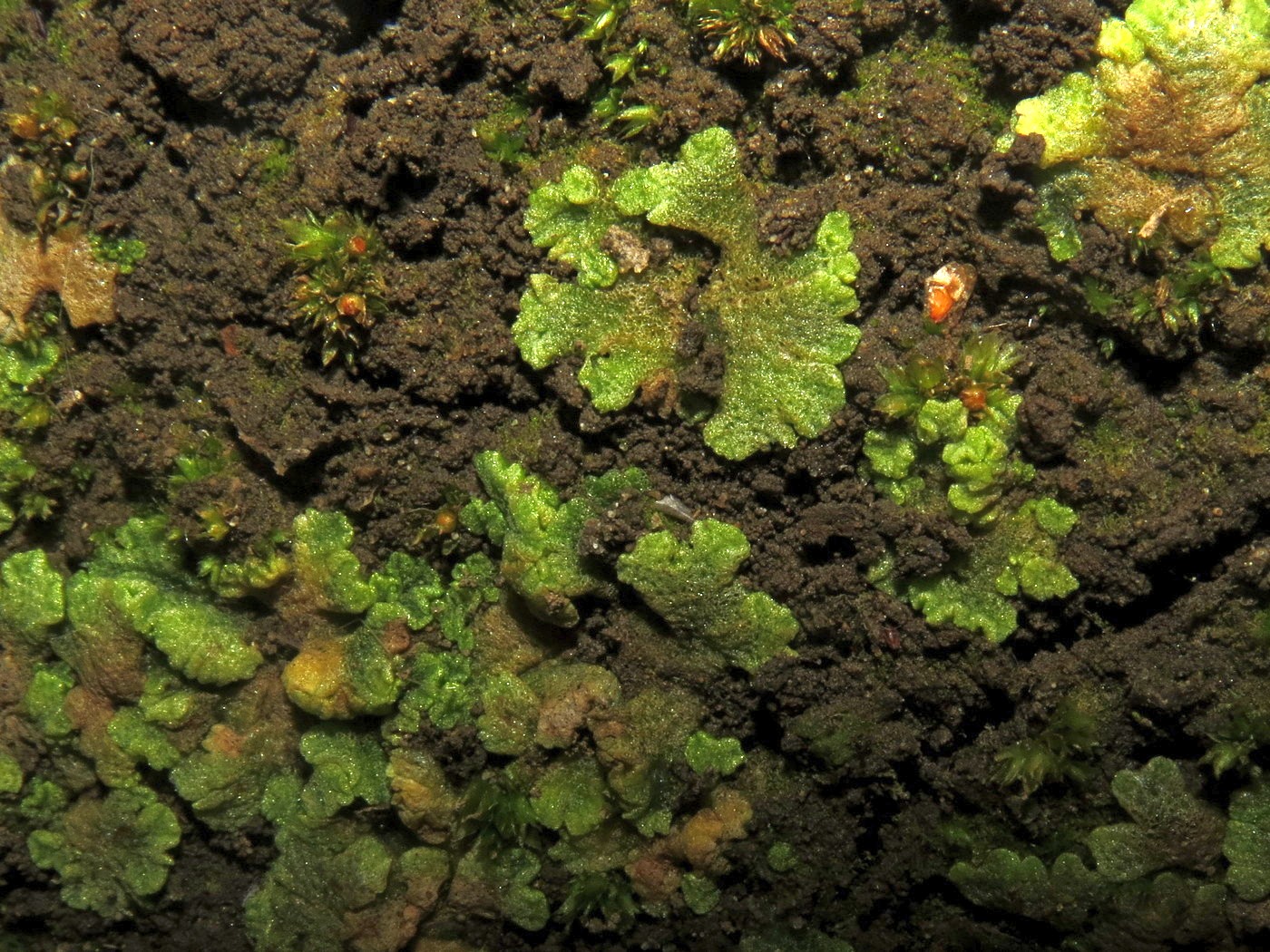 Изображение особи Riccia cavernosa.