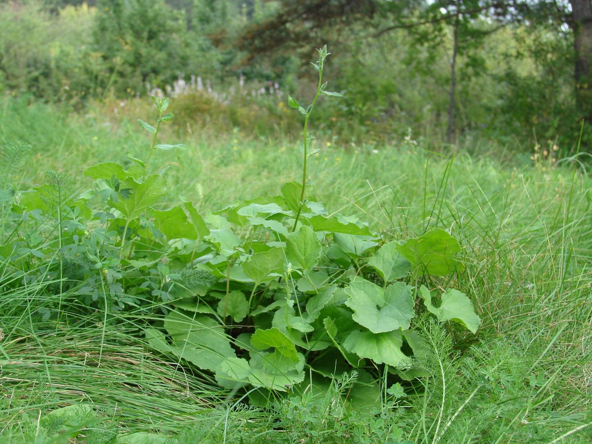 Изображение особи род Campanula.