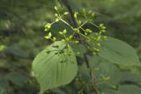 Viburnum wrightii