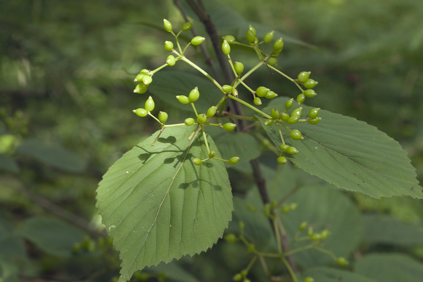 Изображение особи Viburnum wrightii.