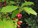 Euonymus maximowiczianus