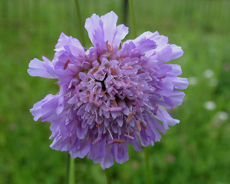 Image of Knautia arvensis specimen.