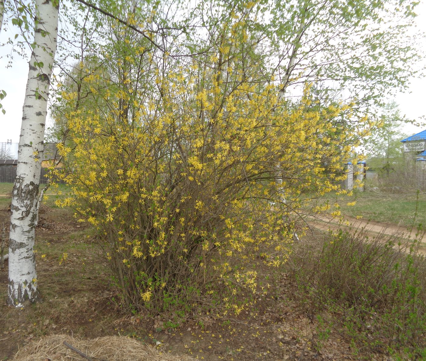 Image of Forsythia ovata specimen.