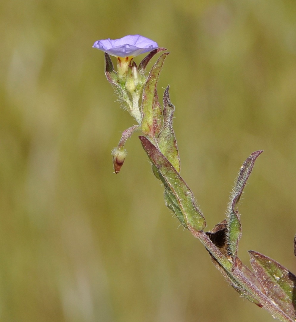 Image of Convolvulus pentapetaloides specimen.