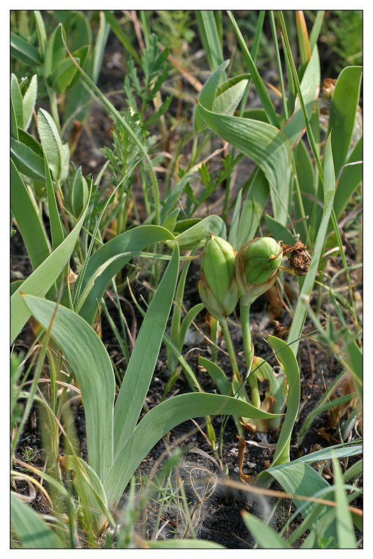 Image of Iris hungarica specimen.