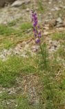 Смотреть изображение Delphinium hispanicum