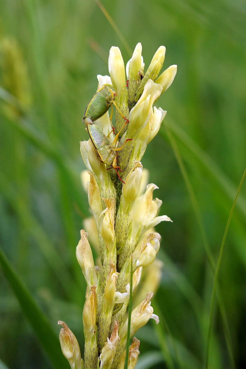 Image of Astragalus asper specimen.