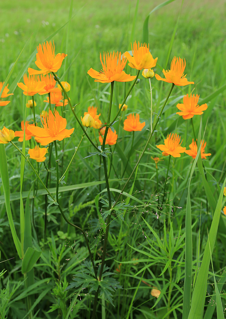 Изображение особи Trollius macropetalus.