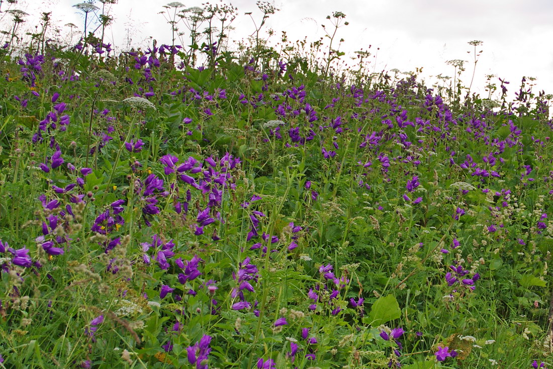 Image of Campanula latifolia specimen.