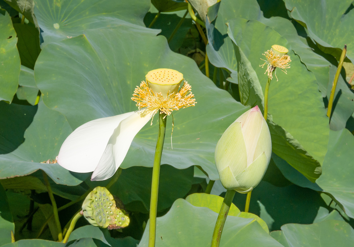 Изображение особи Nelumbo caspica.