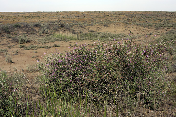 Изображение особи Astragalus macrocladus.