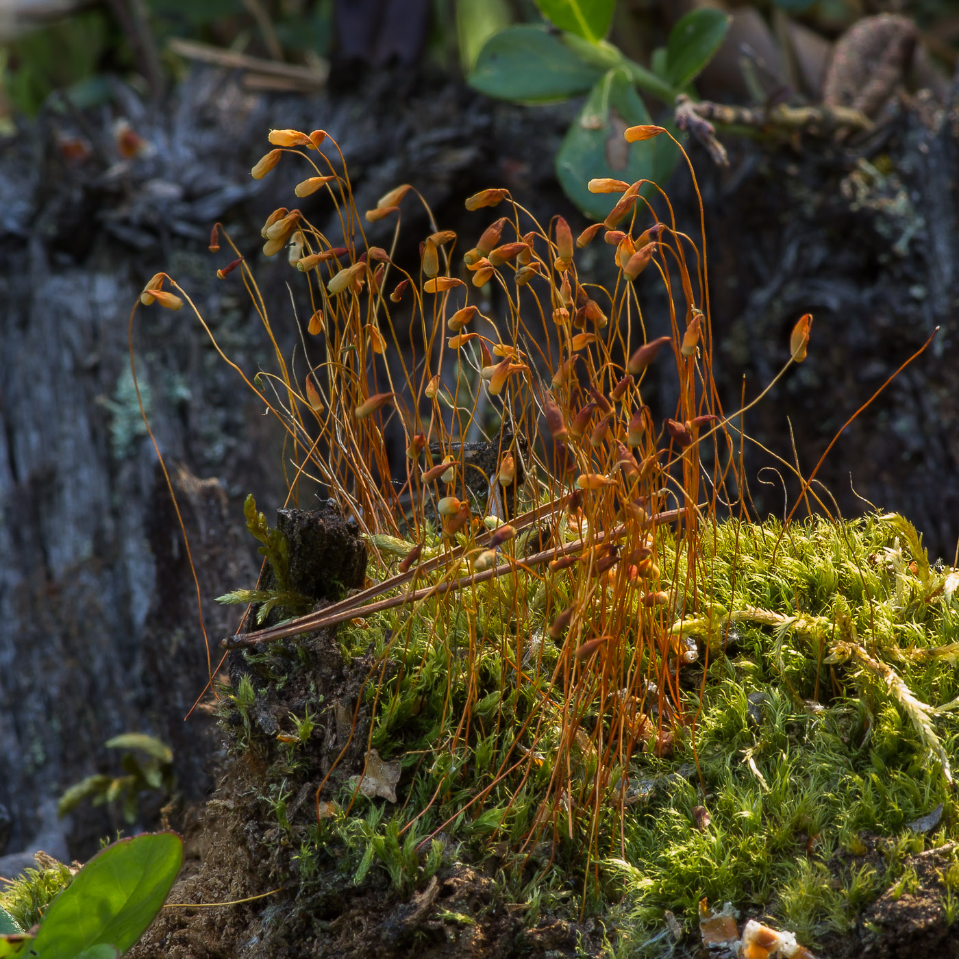 Image of class Bryopsida specimen.