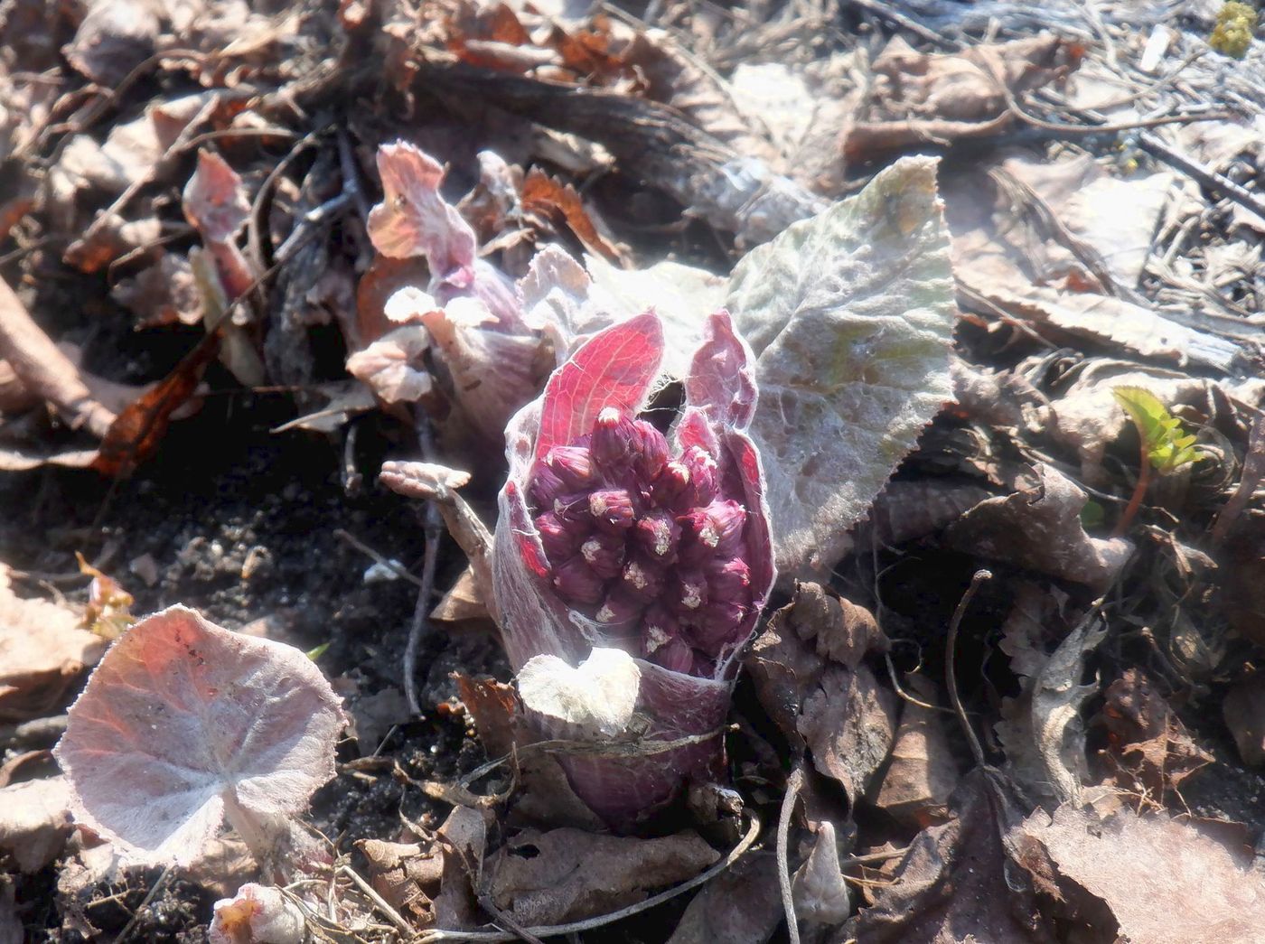 Image of Petasites hybridus specimen.